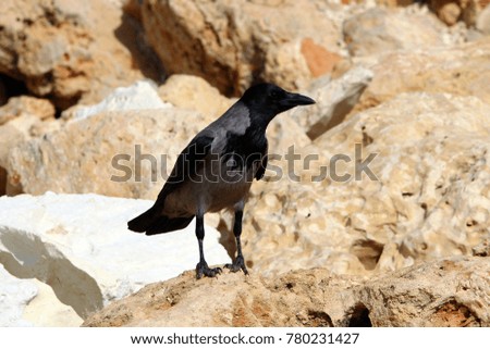 the crow sits on the seashore 