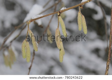 snow on a branch of hazel. branch of hazel with earrings. bokeh effect in the forest. frozen branch
