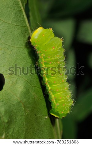 Luna Moth Caterpillar Stock Photos And Images Avopix Com