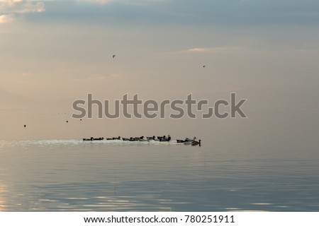 ducks swimming across a calm lake at sunset, Iznik, Turkey