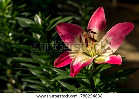 Pink Lilly flower on morning light nature