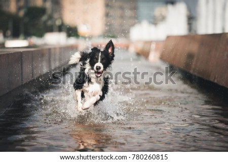 Border collie running in the water Royalty-Free Stock Photo #780260815