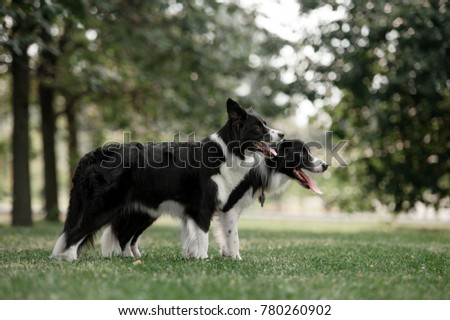 Two standing border collies