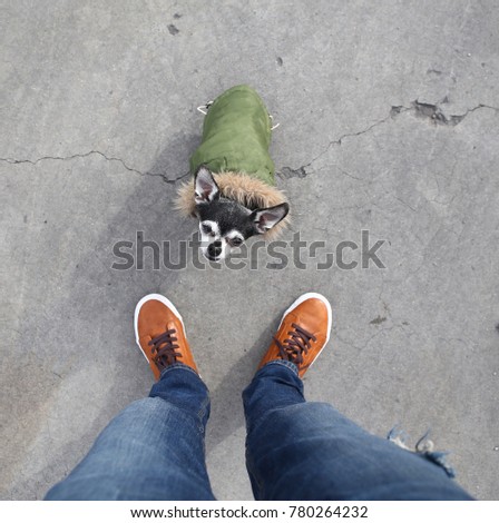 cute chihuahua dressed up in a green jacket with a fur lined hood at his owner's feet looking up in a unique perspective 