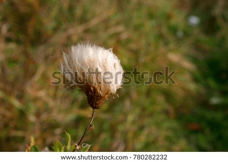 Fluffy white weed blossom in autumn with natural background