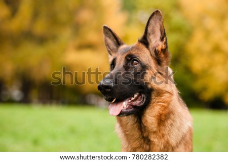 Portrait of the german shepherd dog Royalty-Free Stock Photo #780282382