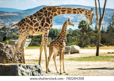 Giraffe family on a walk Royalty-Free Stock Photo #780284308