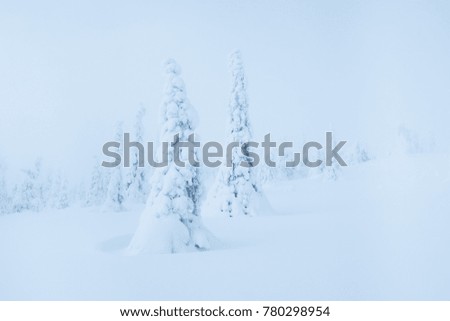 Magical winter landscape with snow covered frozen spruce trees in Riisitunturi National Park.
