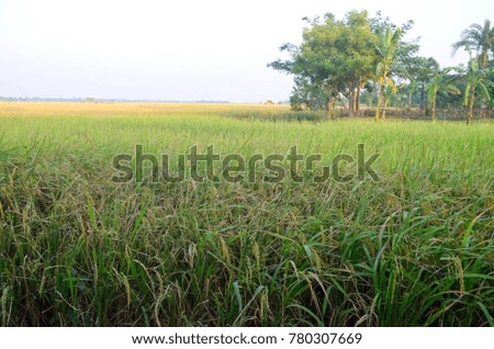 A beautiful rice field in Bangladesh