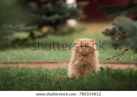 Red persian cat in the grass Royalty-Free Stock Photo #780314812