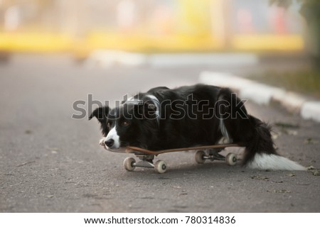 Border collie lying on the skateboard