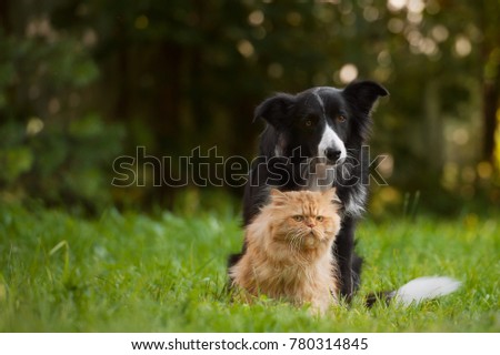 Border collie and the persian cat Royalty-Free Stock Photo #780314845