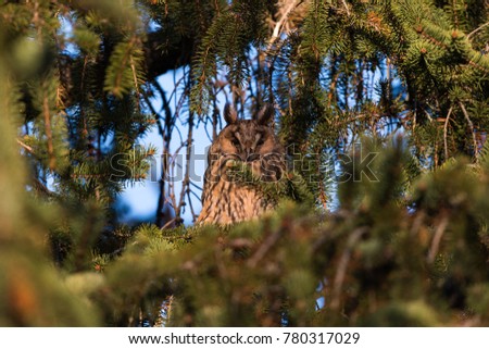 Owl portrait on tree