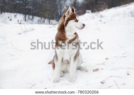 Portrait of a Husky dog in the winter forest