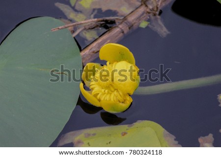 water lily flower in a pond 