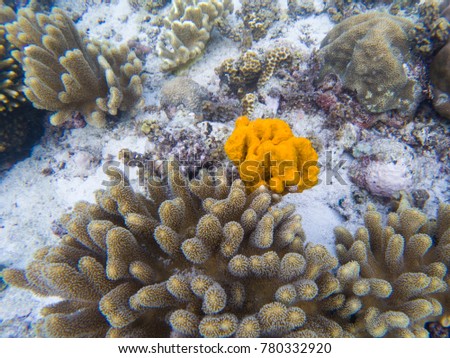 Yellow sea sponge and coral on white sand of tropical sea bottom. Bright orange sea sponge. Coral reef animals. Tropical seashore underwater photo. Coral reef undersea landscape. Yellow coral closeup