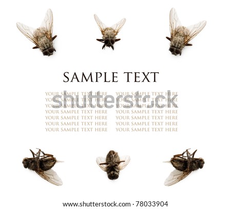 Collection of flies isolated on white background with sample text. Perfect picture for advertising insect repellents.
