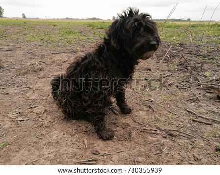 A black dog in a family farm