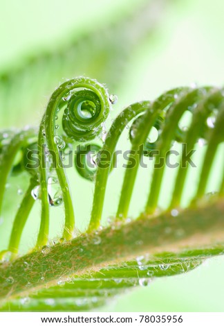 a tendril,  macro of plant