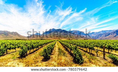 Vineyards in spring in the Boland Wine Region of the Western Cape in South Africa  Royalty-Free Stock Photo #780379642