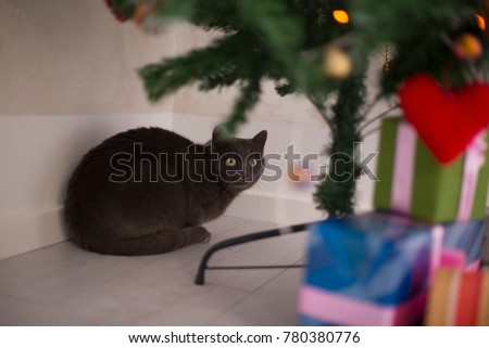 Cat hiding behind Christmas tree. 