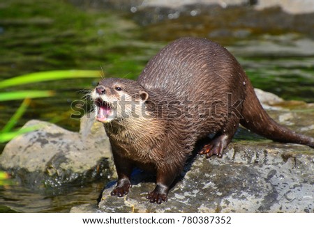 Asian small-clawed otter(Aonyx cinerea syn. Amblonyx cinereus) in agressive pose.