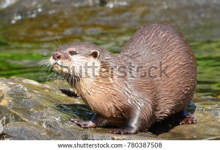 Asian small-clawed otter(Aonyx cinerea syn. Amblonyx cinereus) posed on a rock in a stream.