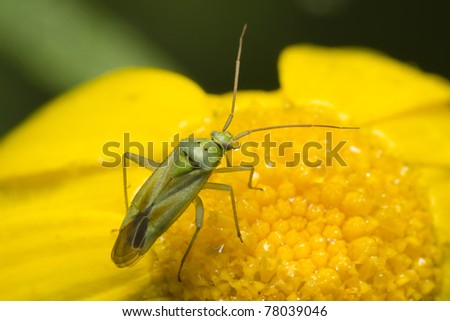 small green bedbug sitting on a yellow camomile