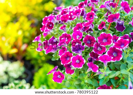 Hanging Flowers Pot Containing on The Roof. Pink and White Petunias Royalty-Free Stock Photo #780395122