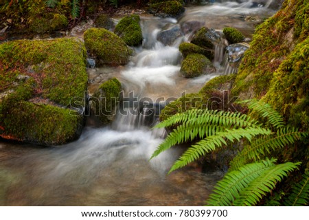 Smooth Water Flowing Through a Rainforest Environment. Wells Creek, in the Mt. Baker National Forest, flows down to meet the Nooksack River through a mossy green forest in Washington state.