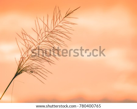 The soft focused of grass flowers in the morning with background of golden sunlight and sunrise