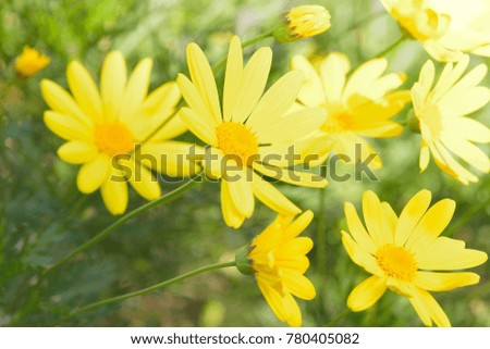 Spring background of Yellow Daisy flowers in horizontal frame