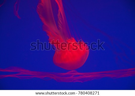 Red jellyfish in aquarium with blue background