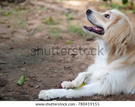lonesome lonely sad white cute fat long hair puppy crossbred handsome dog portraits laying on garage floor outdoor waiting for owner friend to take a walk