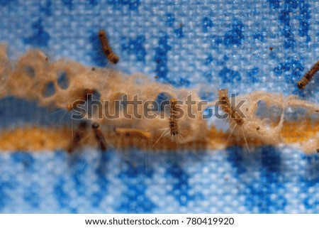 Close up and soft image of caterpillar and its nest on a piece of old cloth