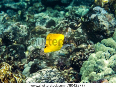 Underwater Paradise, Longnose Butterfly fish, Big Island Hawaii