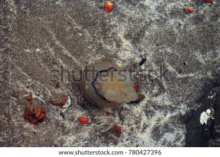 Jelly fish in the sea water