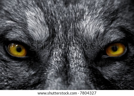 beautiful eyes of a wild wolf: dangerous mammal Royalty-Free Stock Photo #7804327