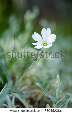 White Flower Close Up