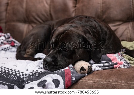 Black Labrador crossbred dog with a bandaged foot lying on blankets on a leather couch resting