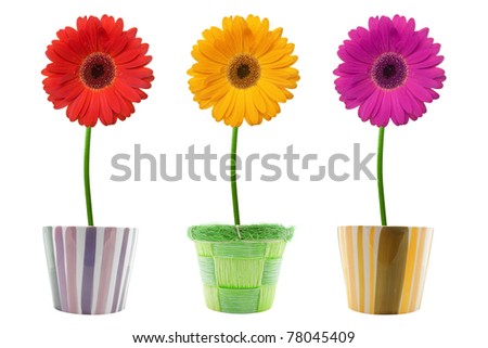 three colorful gerberas  isolated on white background.