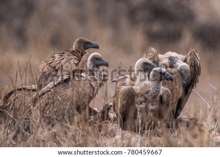 Vultures in the Etosha National Park, Namibia