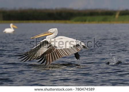 photos from the observation of the pelicans in the Danube Delta.