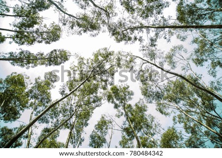 Beauty of trees and the sky in the forest. 