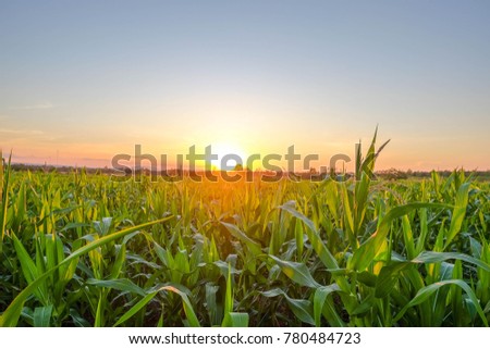 a front selective focus picture of organic young corn field at agriculture field. 