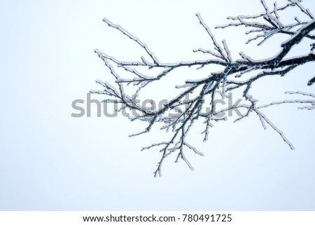 Frost tree branches in winter as nature background, Nature scene of icy tree, snow on tree branches, Seasonal travel concept background