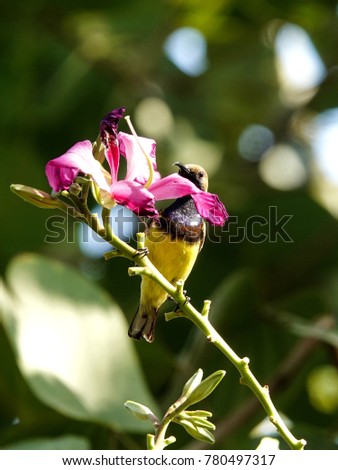 Olive Backed Sunbird or Yellow-bellied sunbird  perched on a branh of Butterfly Tree, Orchid Tree, or Purple Bauhinia.  Little yellow bird and pink flower.