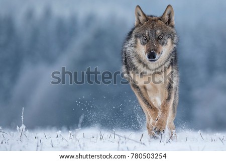 Wolf runnin in snow