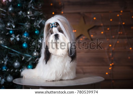 A picture of a dog next to the Christmas tree in the New year