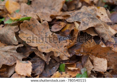 autumn leaves ground